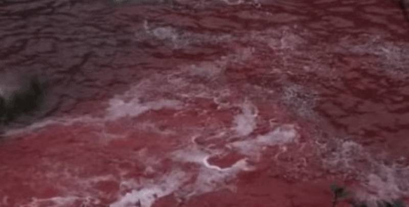 他用十年建立了海豚表演业，然后用余生去毁灭它