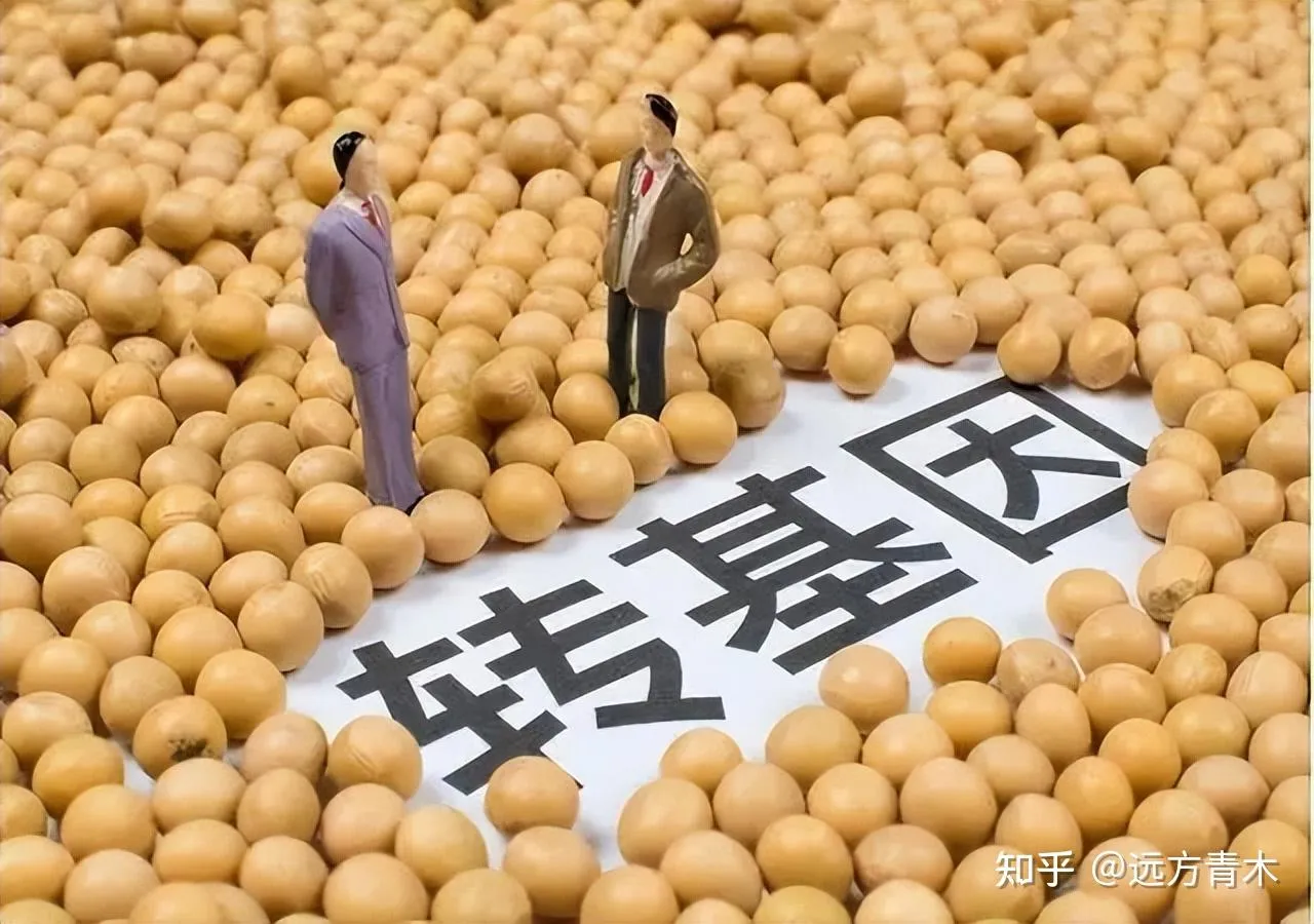 中国转基因粮食作物商业化终获批，二十年拉锯得失几何