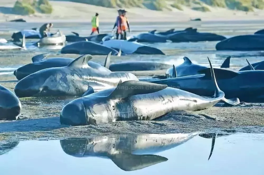 145头鲸鱼集体搁浅,背后残忍真相让人心疼,无知的人类终将付出代价